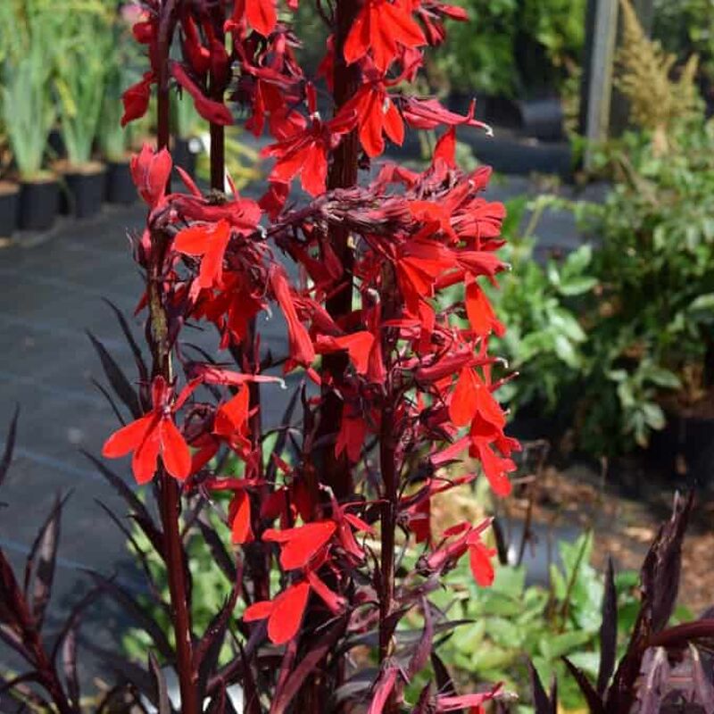 Lobelia cardinalis 'Queen Victoria' ---